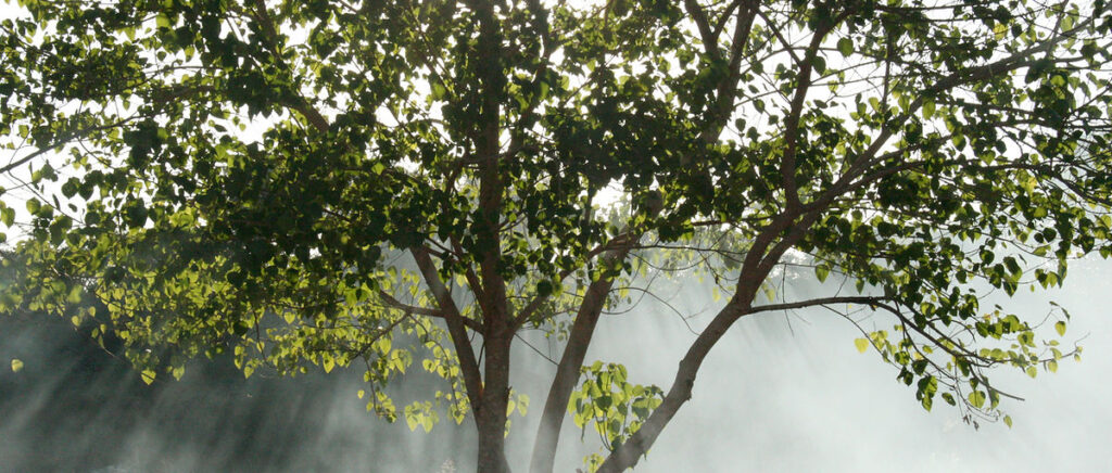 About US - Trees Header Image
